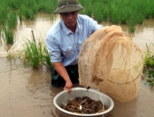 Kỹ thuật nuôi cua đồng trong ruộng lúa